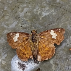 Pseudocoladenia dan