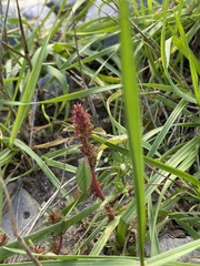 Amaranthus albus