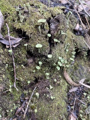 Cladonia