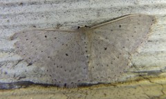Scopula sublinearia