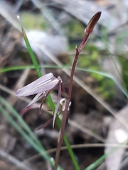 Cyrtostylis reniformis