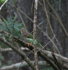 Psilopogon zeylanicus