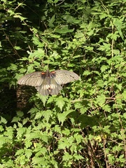Papilio memnon thunbergii