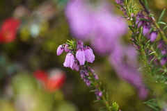 Tetratheca pilosa