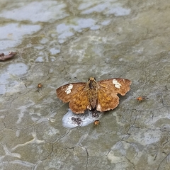 Pseudocoladenia dan
