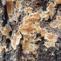 Serpula himantioides