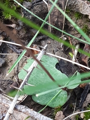 Cyrtostylis reniformis