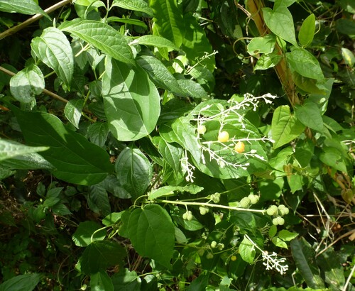 butterberry