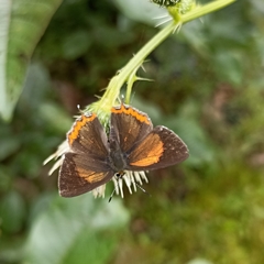 Heliophorus brahma
