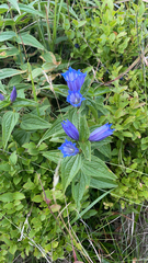 Gentiana asclepiadea