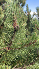 Pinus