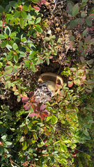 Ericaceae