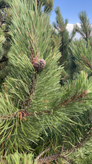 Pinus mugo