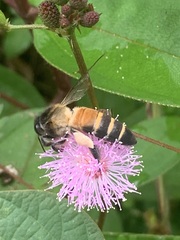 Apis dorsata