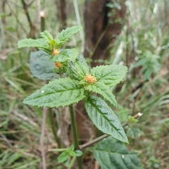 Prostanthera lasianthos