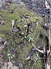 Cladonia