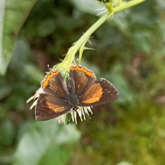 Heliophorus brahma