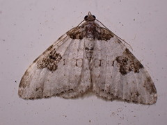 Xanthorhoe fluctuata