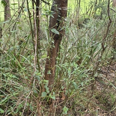 Prostanthera lasianthos