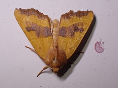Atethmia centrago