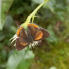 Heliophorus brahma