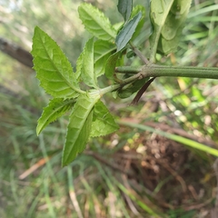 Prostanthera lasianthos