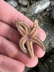 Leptasterias hexactis