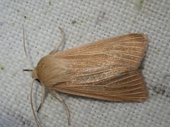 Mythimna