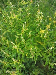 Croton bonplandianus