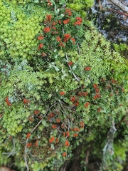 Cladonia didyma