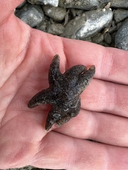 Leptasterias hexactis