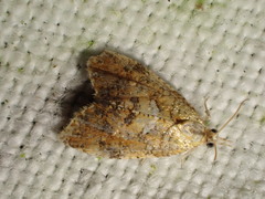 Pseudargyrotoza conwagana