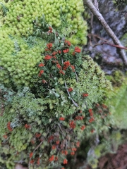 Cladonia didyma