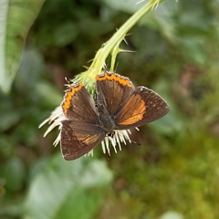 Heliophorus brahma