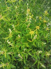 Croton bonplandianus