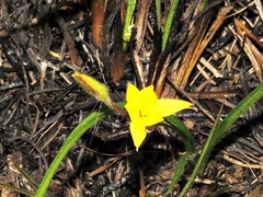 Hypoxis