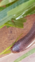 Rhinotyphlops lalandei