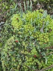 Cladonia didyma