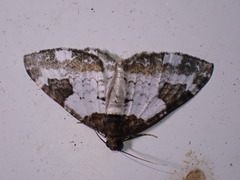 Melanthia procellata