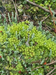 Cladonia didyma