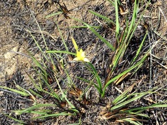 Hypoxis