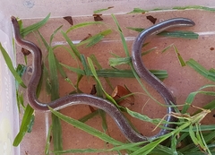 Rhinotyphlops lalandei