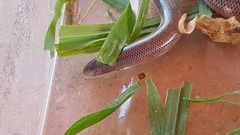 Rhinotyphlops lalandei