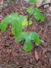 Cnidoscolus stimulosus