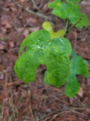 Cnidoscolus stimulosus