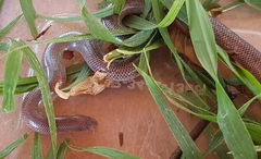 Rhinotyphlops lalandei