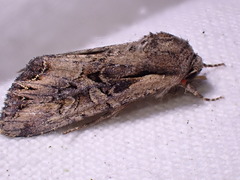 Lacanobia suasa