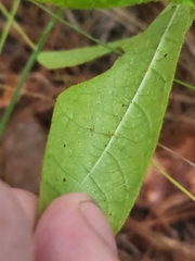 Cnidoscolus stimulosus
