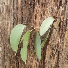 Eucalyptus obliqua