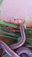 Rhinotyphlops lalandei